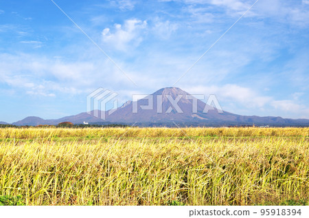 The golden ears of rice in the paddy fields and Mt. Daisen in the harvest season 95918394