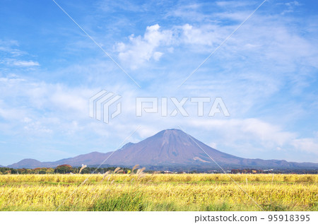 稻田的金穗和豐收的大山 95918395