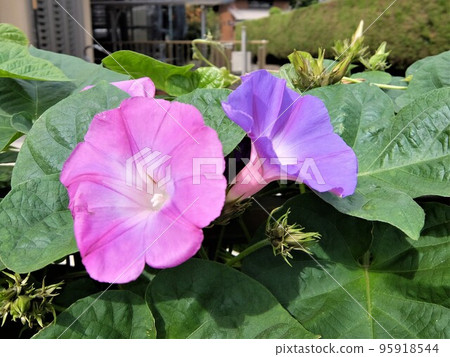 牽牛花家族的一員，生長旺盛，開著深藍色和紫色的花朵。 95918544