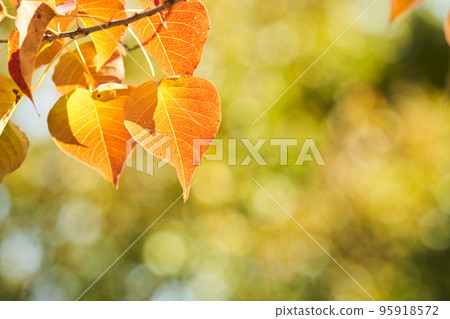 Red-colored nankin goby leaves 95918572