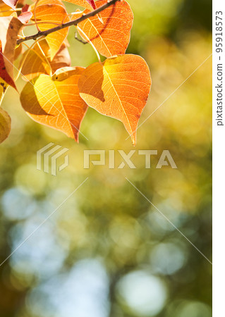 Red-colored nankin goby leaves 95918573