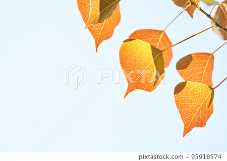 Red-colored nankin goby leaves 95918574
