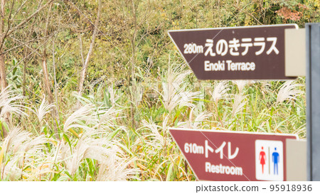 Wetlands dyed in autumn colors (Koajiro Forest, Miura City, Kanagawa Prefecture) 95918936