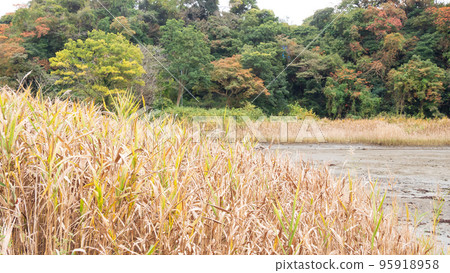 染紅了秋色的濕地（神奈川縣三浦市小次郎森林） 95918958
