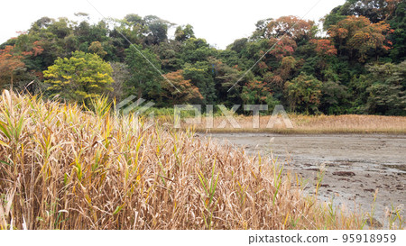 Wetlands dyed in autumn colors (Koajiro Forest, Miura City, Kanagawa Prefecture) 95918959