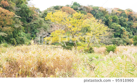 染紅了秋色的濕地（神奈川縣三浦市小次郎森林） 95918960