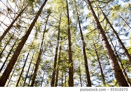 落葉松林 95918970
