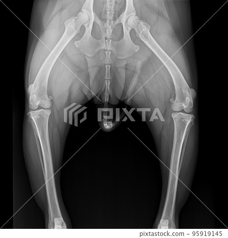 X-ray film pelvis to knee joint of dog anterior view- veterinary medicine and Veterinary anatomy concept- black and white color X-ray film pelvis to knee joint of dog anterior view- veterinary medicine and Veterinary anatomy concept- black and white color 95919145