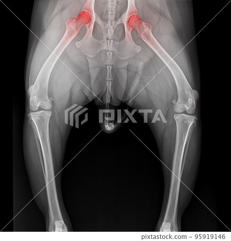 X-ray film pelvis to knee joint of dog anterior view with red highlight on hip joint pain area- veterinary medicine and veterinary anatomy concept- black and white color 95919146