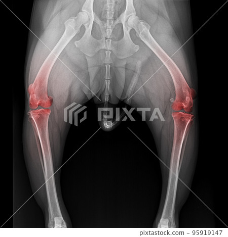 X-ray film pelvis to knee joint of dog anterior view with red highlight on knee joint pain area- veterinary medicine and veterinary anatomy concept- black and white color 95919147