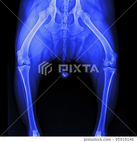 X-ray film pelvis to knee joint of dog anterior view- veterinary medicine and Veterinary anatomy concept- blue tone color 95919148