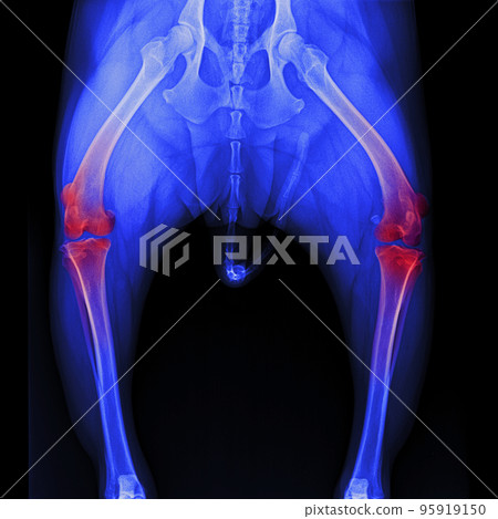 X-ray film pelvis to knee joint of dog anterior view with red highlight on knee joint pain area- veterinary medicine and veterinary anatomy concept- blue tone color X-ray film pelvis to knee joint of dog anterior view with red highlight on knee joint pain area- veterinary medicine and veterinary anatomy concept- blue tone color 95919150
