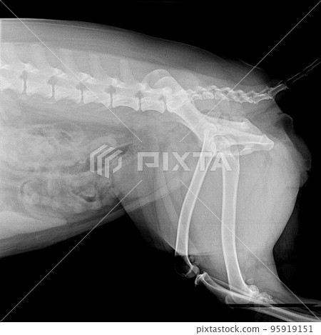 X-ray film of pelvis dog lateral view- veterinary medicine and Veterinary anatomy concept- black and white color X-ray film of pelvis dog lateral view- veterinary medicine and Veterinary anatomy concept- black and white color 95919151