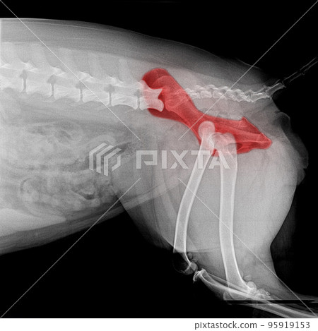 X-ray film of pelvis dog lateral view with red highlight on hip bone pain area or hip dysplasia- veterinary medicine and veterinary anatomy concept- black and white color 95919153