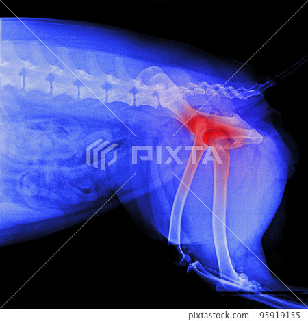 X-ray film of pelvis dog lateral view with red highlight on hip joint pain area- veterinary medicine and veterinary anatomy concept- blue tone color X-ray film of pelvis dog lateral view with red highlight on hip joint pain area- veterinary medicine and veterinary anatomy concept- blue tone color 95919155