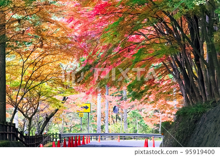 Autumn leaves tunnel curve Autumn leaves tunnel curve 95919400