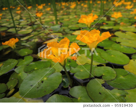 Asaza yellow flower 95919430