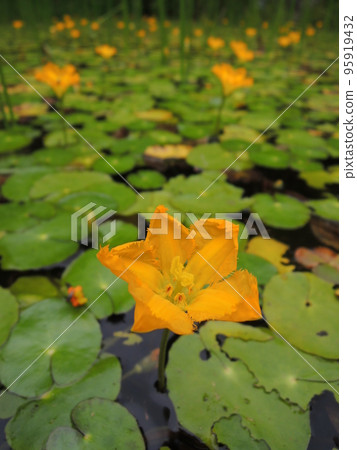 yellow asaza flower 95919432