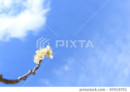 White plum blooms 95919701