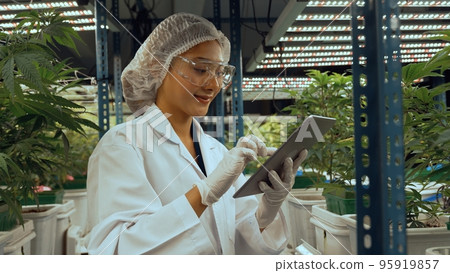 Scientist test cannabis product in curative indoor cannabis farm Scientist test cannabis product in curative indoor cannabis farm 95919857