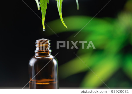 Water dew, legalized CBD oil on the tip of a hemp leaf almost drops into bottle. 95920081