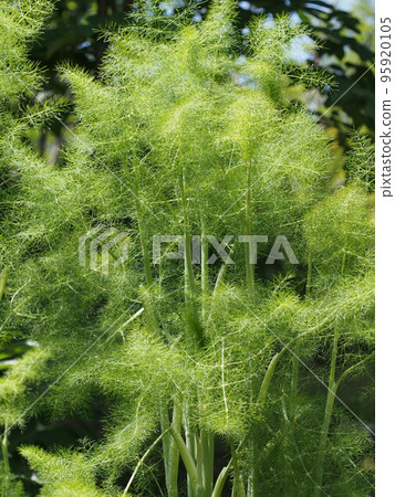 Pictures of fennel leaves and stems 95920105