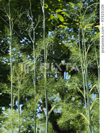 Pictures of fennel leaves and stems 95920106