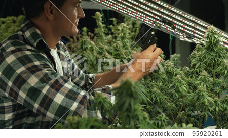 Cannabis farmer use microscope to analyze CBD in curative cannabis farm Cannabis farmer use microscope to analyze CBD in curative cannabis farm 95920261