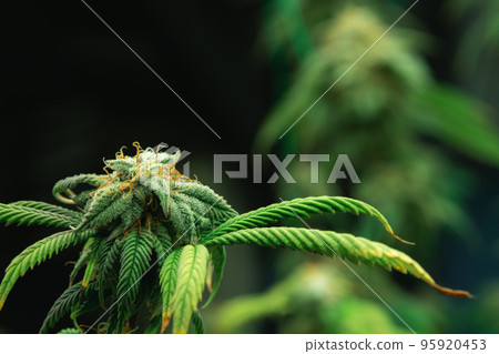 Closeup gratifying cannabis hemp with bud in grow facility, indoor farm. Closeup gratifying cannabis hemp with bud in grow facility, indoor farm. 95920453