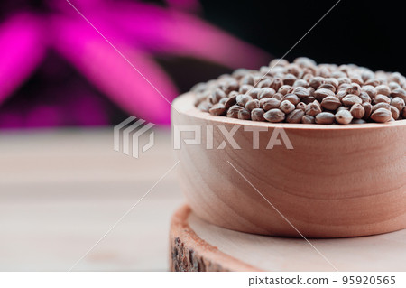 Legalized cannabis concept for medical and healthcare purpose shown by hemp seed 95920565