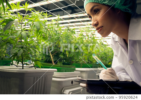 Female scientist research, and record data from gratifying cannabis plant in pot 95920624