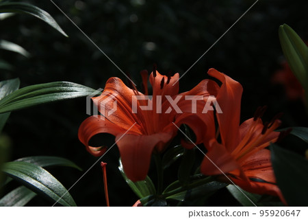 橙百合② 橙百合② 95920647