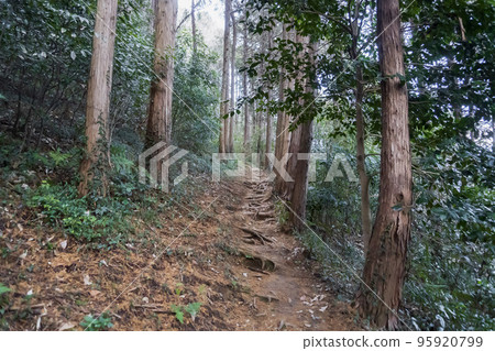 小倉城跡山路/埼玉縣比企郡常岐川町[比企城跡] 95920799