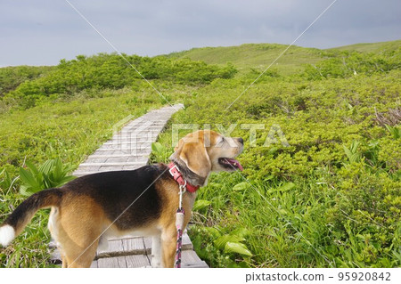 beagle dog and mountaineering beagle dog and mountaineering 95920842