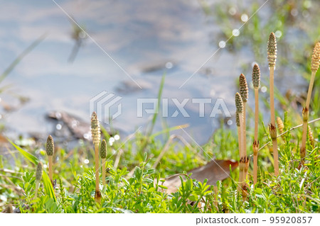 Horsetail in early spring is energetic (image of spring color) 95920857
