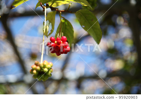 Sanekazura fruit 95920903