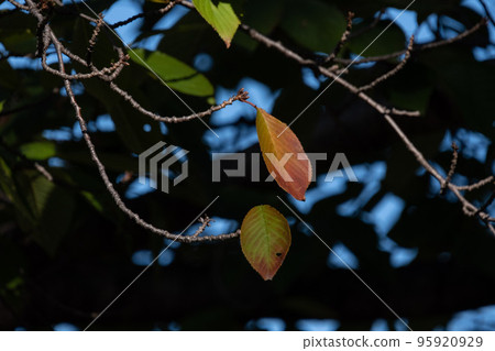 Fall landscape Fall landscape 95920929