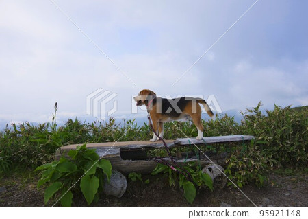 比格犬和登山 95921148