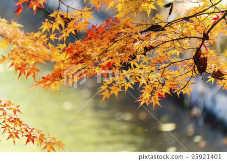 福島縣豬苗代町秋天的土田堰和秋葉的半津神社 95921401