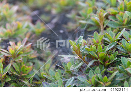 spider webs on trees 95922154