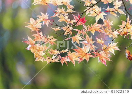 龜城城跡公園(舊城跡)的秋景 福島縣豬苗代町的紅葉 龜城城跡公園(舊城跡)的秋景 福島縣豬苗代町的紅葉 95922549
