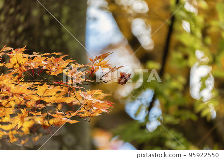龜城城跡公園（舊城跡）的秋景 福島縣豬苗代町的紅葉 95922550