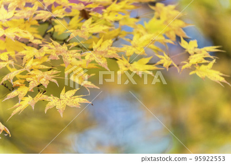 龜城城跡公園(舊城跡)的秋景 福島縣豬苗代町的紅葉 龜城城跡公園(舊城跡)的秋景 福島縣豬苗代町的紅葉 95922553