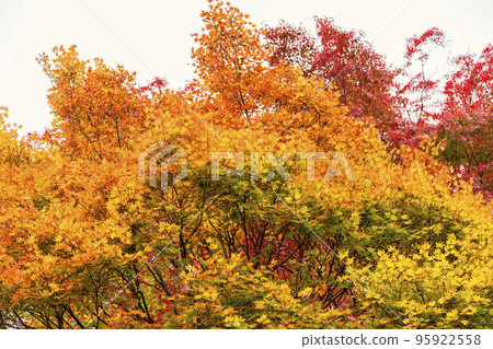 Autumn scenery of Kamegajo Castle Ruins Park (old castle ruins) Autumn leaves of trees Inawashiro Town, Fukushima Prefecture 95922558