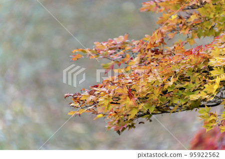 龜城城跡公園(舊城跡)的秋景 福島縣豬苗代町的紅葉 龜城城跡公園(舊城跡)的秋景 福島縣豬苗代町的紅葉 95922562
