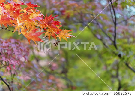 龜城城跡公園（舊城跡）的秋景 福島縣豬苗代町的紅葉 95922573
