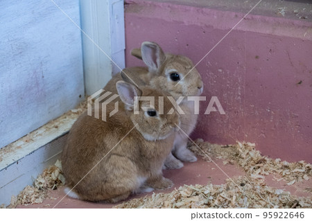 Rabbit Rabbit 95922646