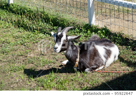 Goat Goat 95922647
