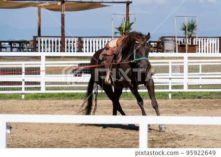 Horse Horse 95922649