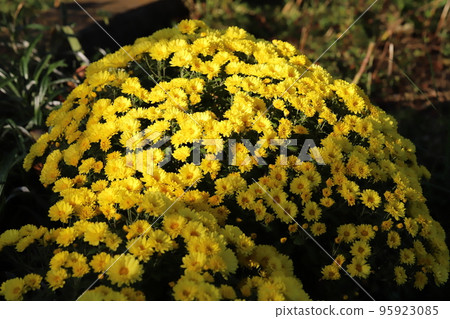 日本秋季花園中盛開的黃色噴霧菊花 95923085
